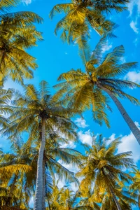 Üppige Palmen vor einem hellblauen Himmel