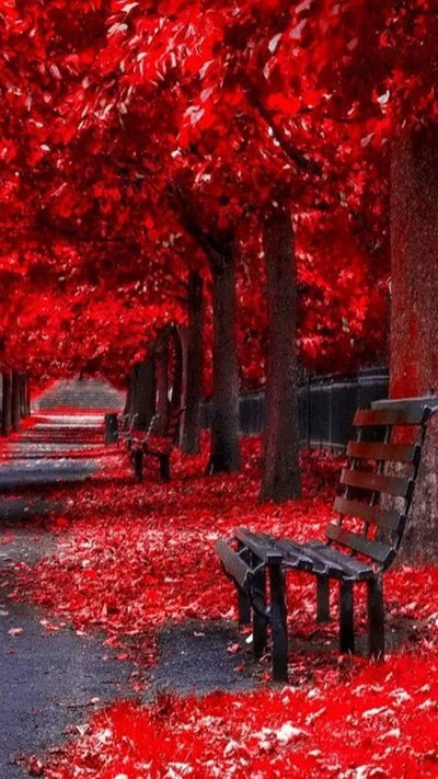 Vibrant Red Tree Canopy with Empty Benches