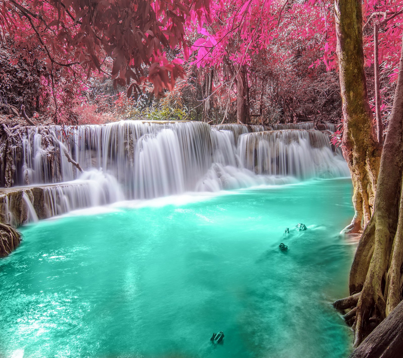 Waterfall in the middle of a forest with pink flowers and trees (autumn, emerald, forest, river, waterfall)