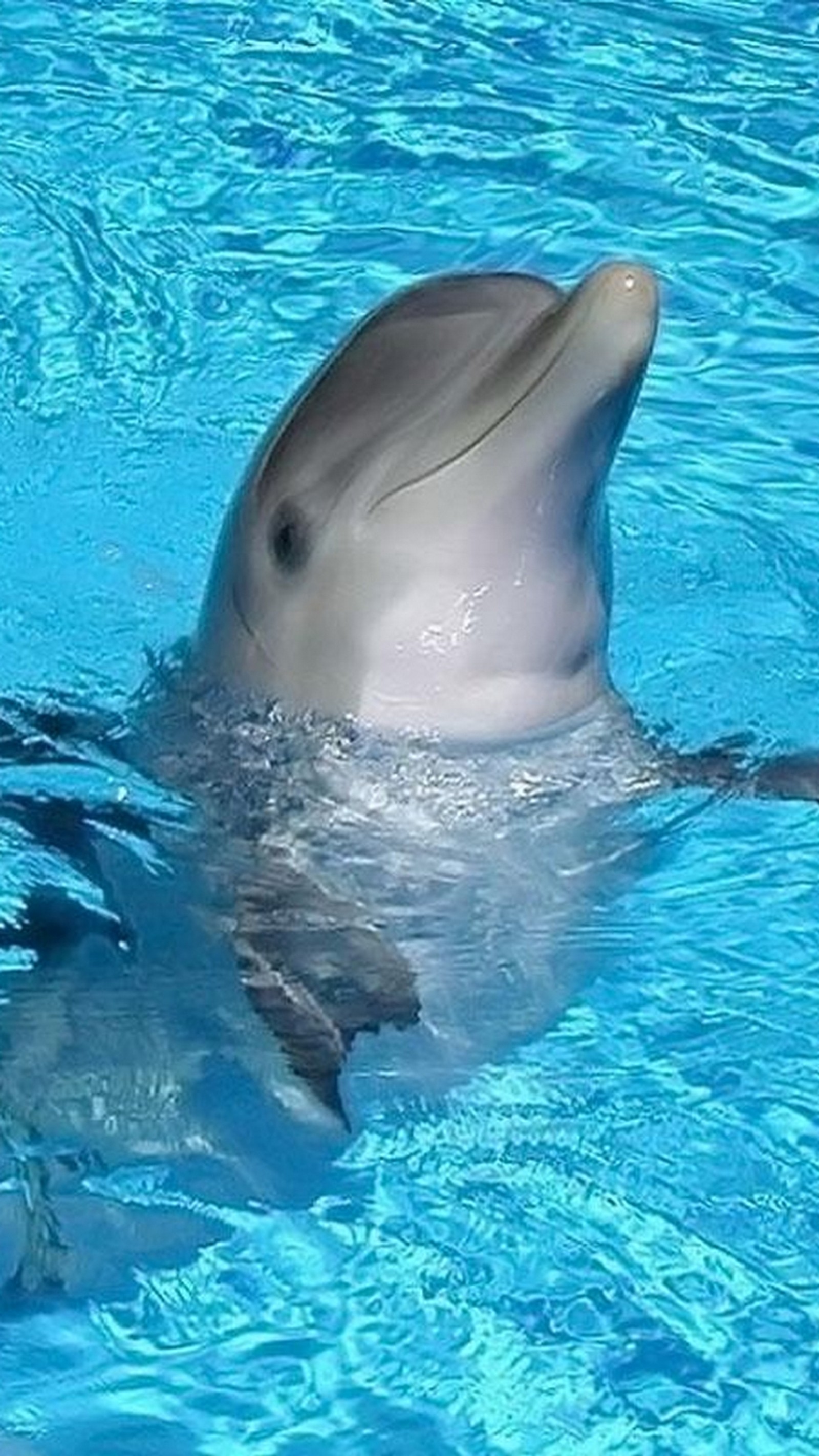 Dolphin in a pool with water surface and blue water (dolphin, water)