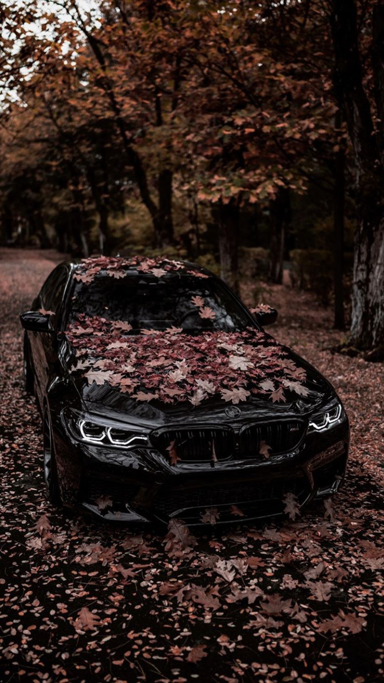 Téléchargez le fond d'écran bmw, m5, noir, voiture, conduite