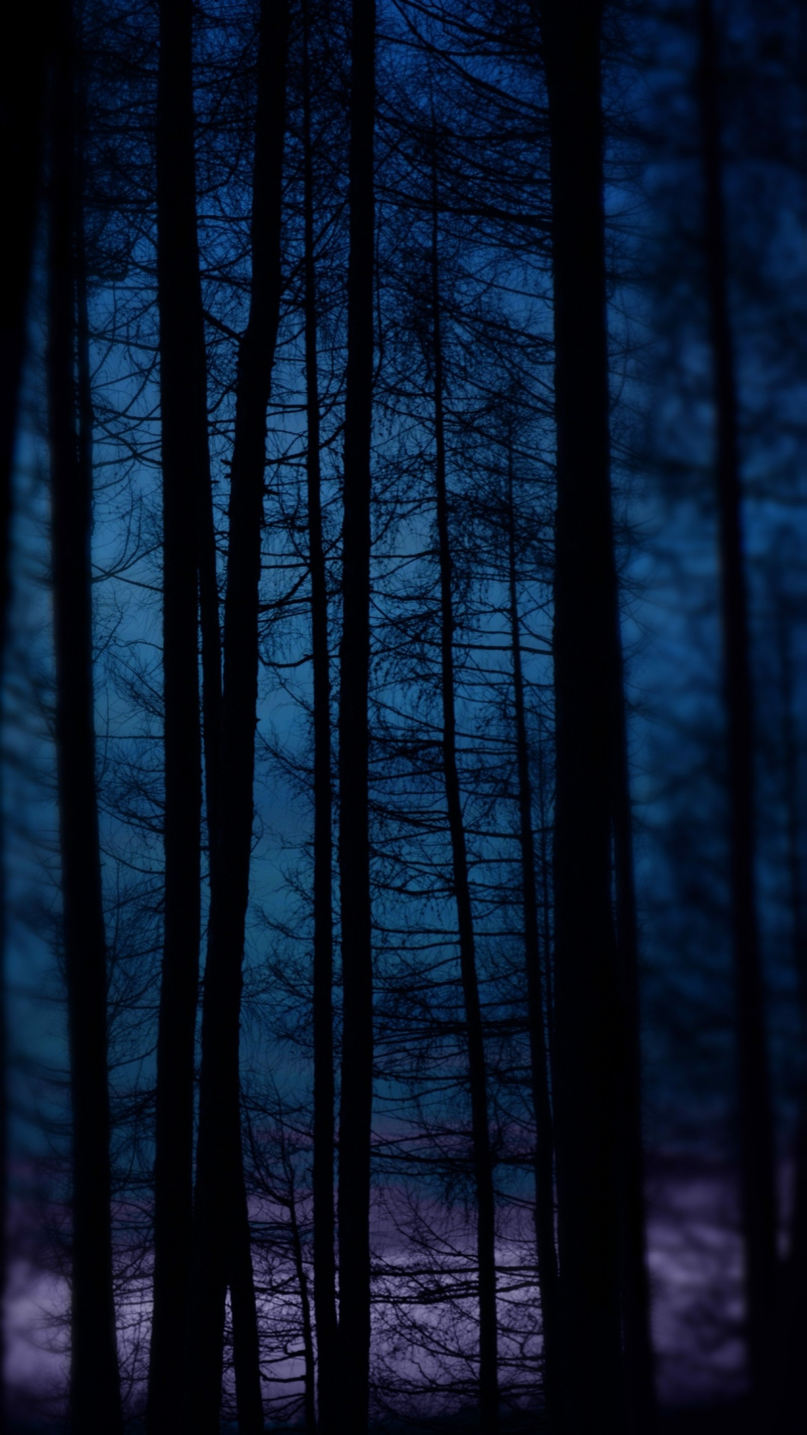 Des arbres dans une forêt la nuit avec une pleine lune dans le ciel (beauté naturelle, bleu, sombre, forêt, nuit)