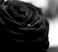 Download black rose, wallpaper for free