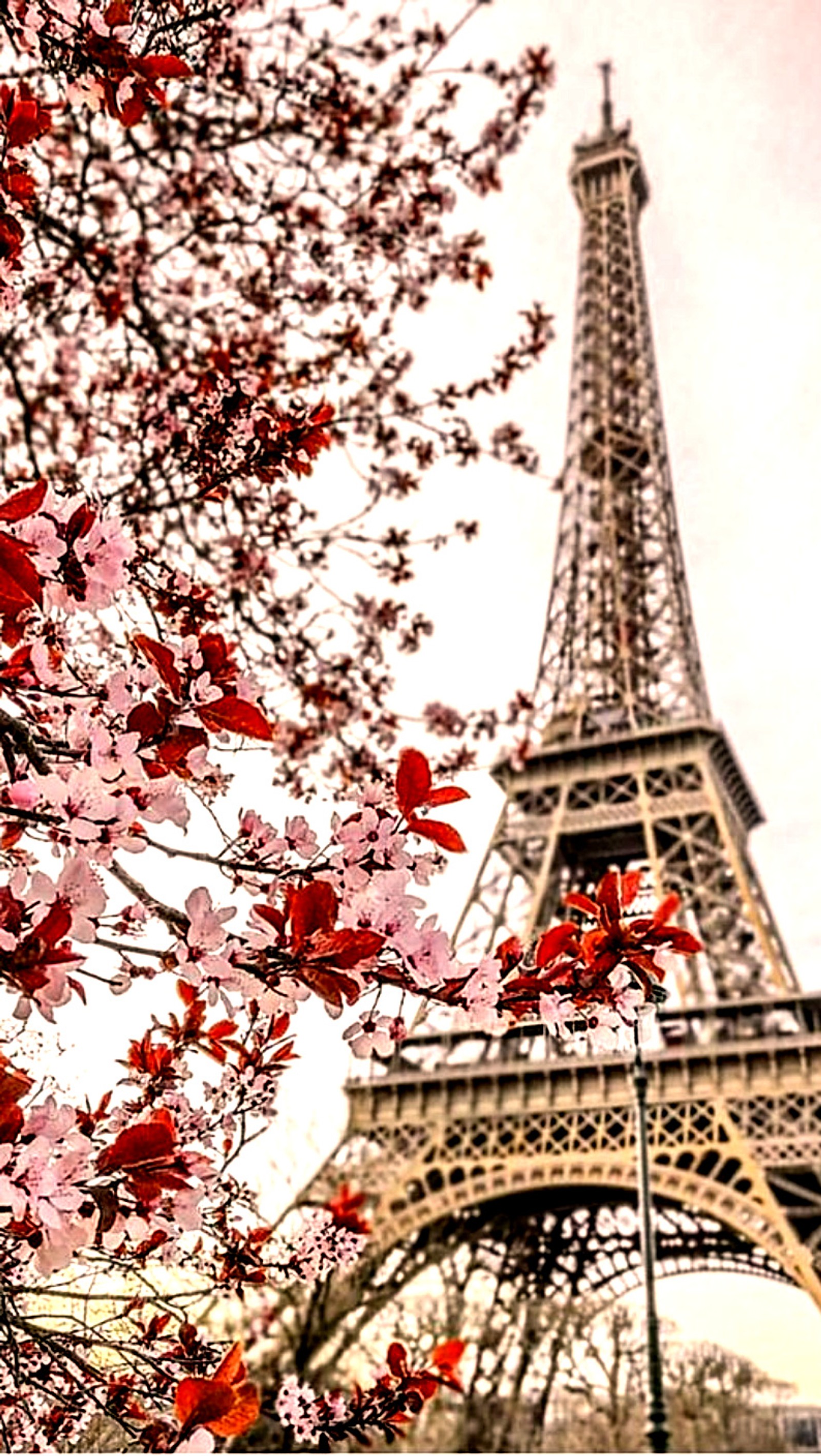 Una vista aérea de la torre eiffel con flores rojas y rosas (torre eiffel, flores, hd, parís, paris)