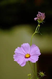 Delicada flor de cosmos púrpura en un tallo