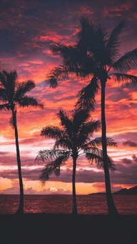 palm, colorful, glow, beach, sunset