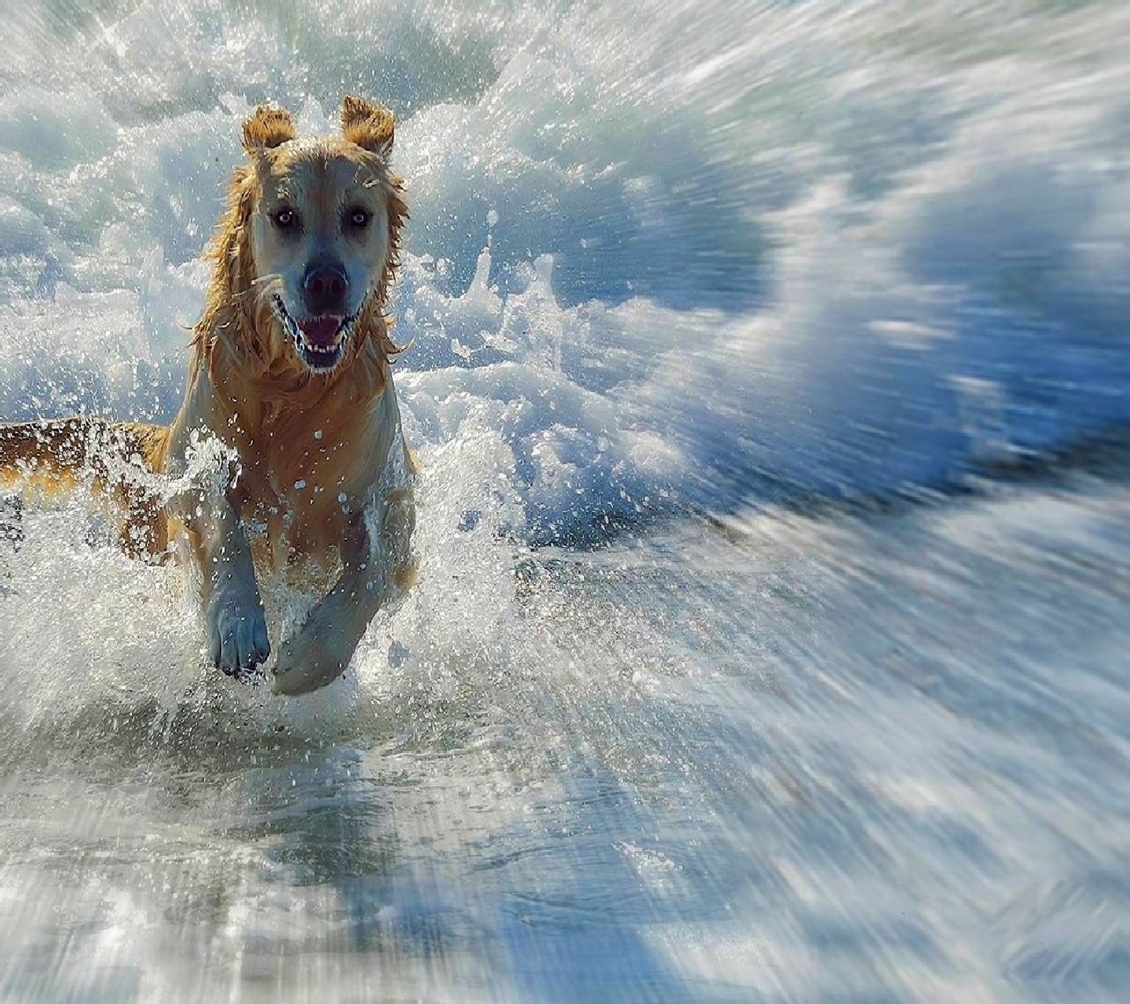 Скачать обои happy dog