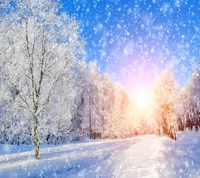 forest, snow, snowflakes, sunshine, tree wallpaper