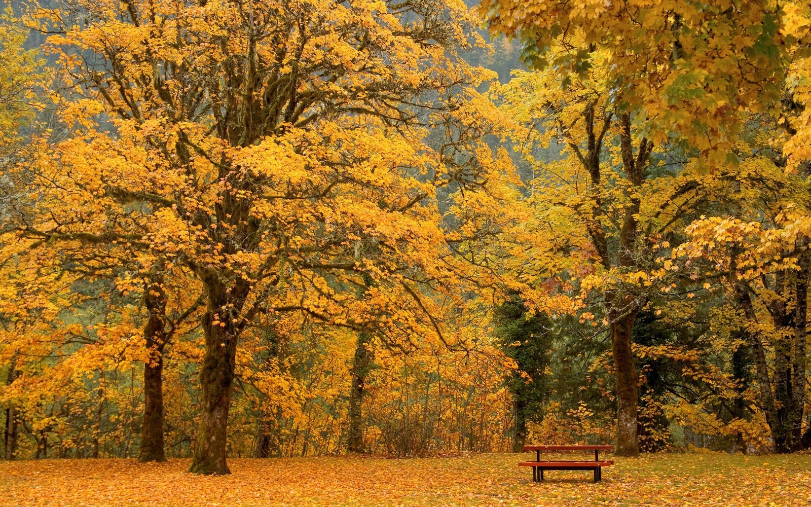 tree, autumn, nature, woody plant, yellow Download Wallpaper