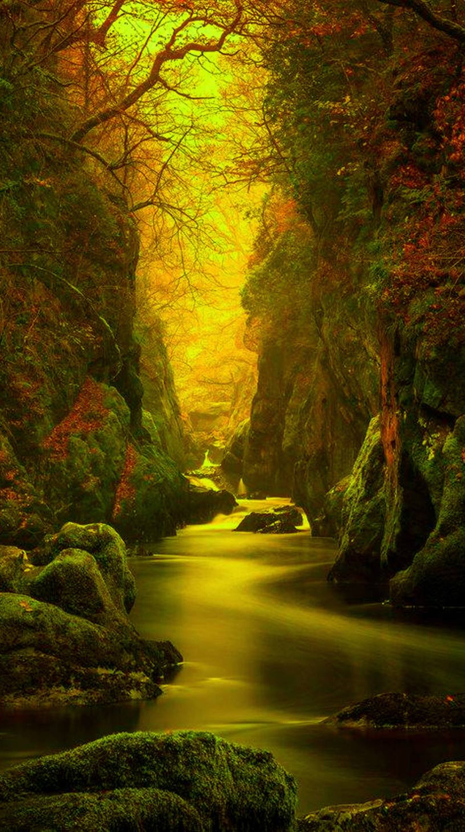 Une rivière traverse une forêt avec des rochers et des arbres (chutes, nature, rochers, arbres, eau)