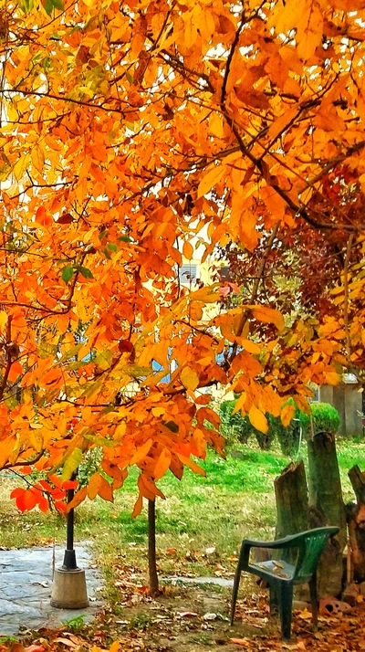 automne, meilleur, paysage, nouveau, papier