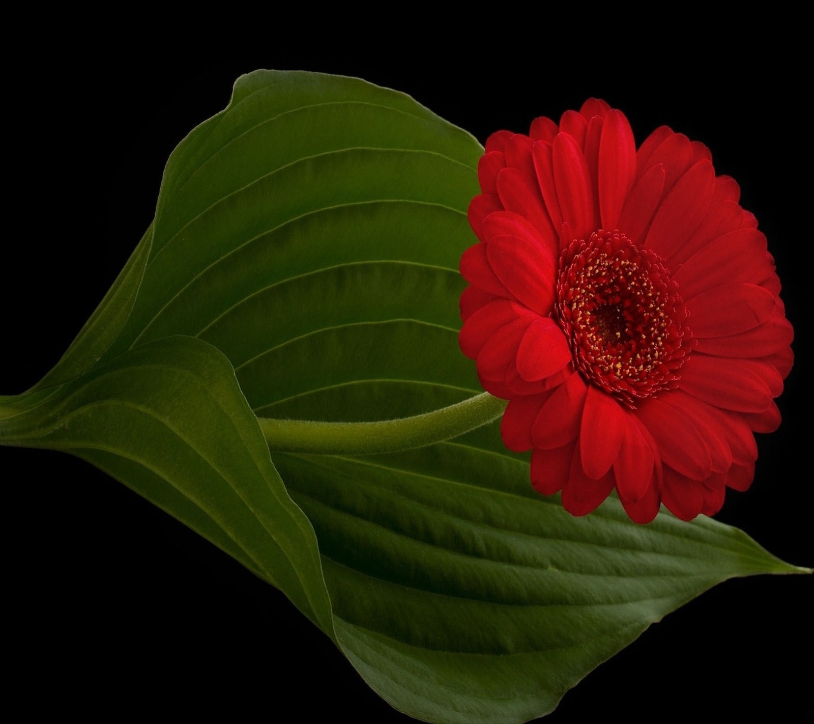 Há uma flor vermelha com folhas verdes em um fundo preto (flor, natureza, red gerbera)