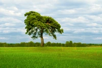 Einsamer Baum inmitten weitläufiger grüner Wiesen unter einem bewölkten Himmel