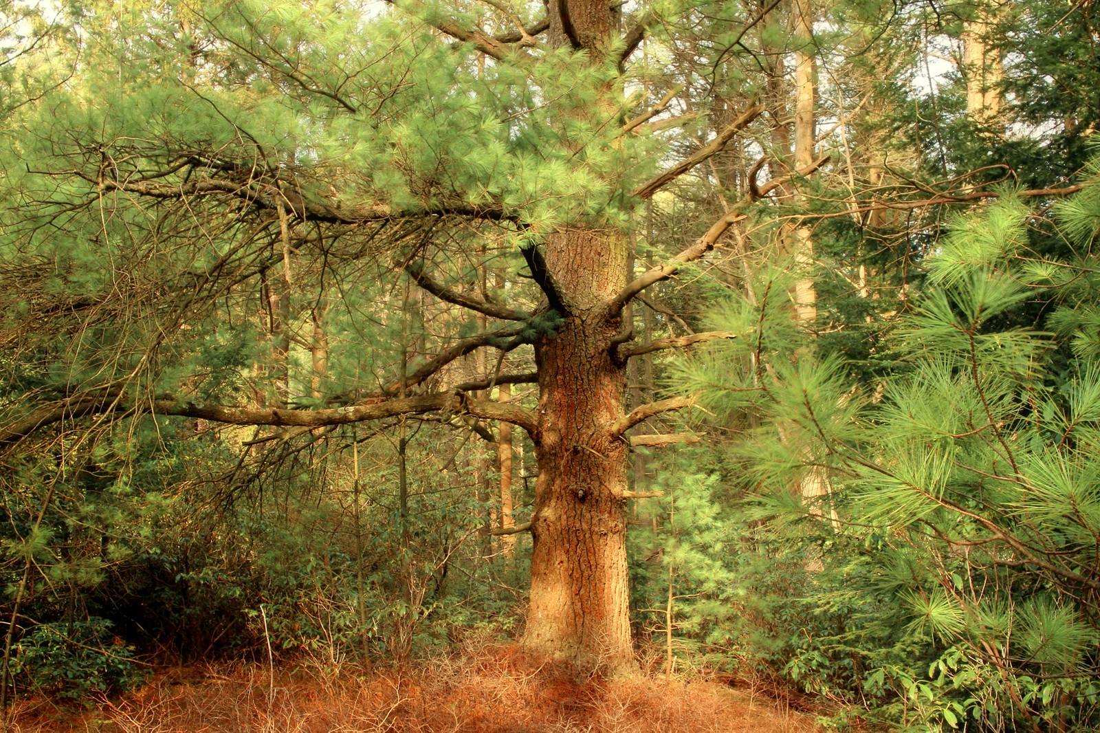 Hay un gran árbol en medio del bosque (vegetación, bosque, coníferas, árbol, pino)