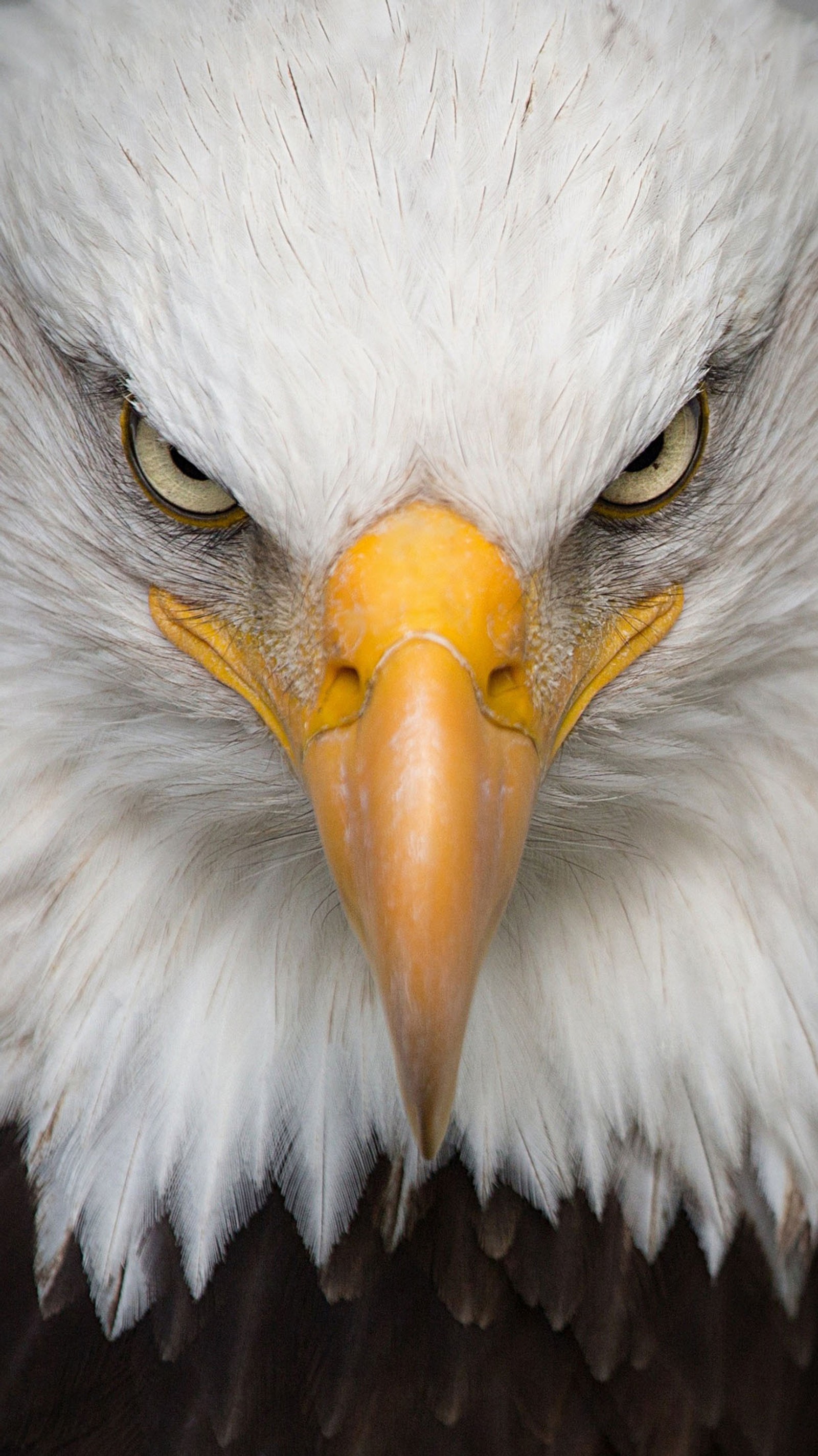 Descargar fondo de pantalla águila calva, águila dorada, águila, halcón, ave