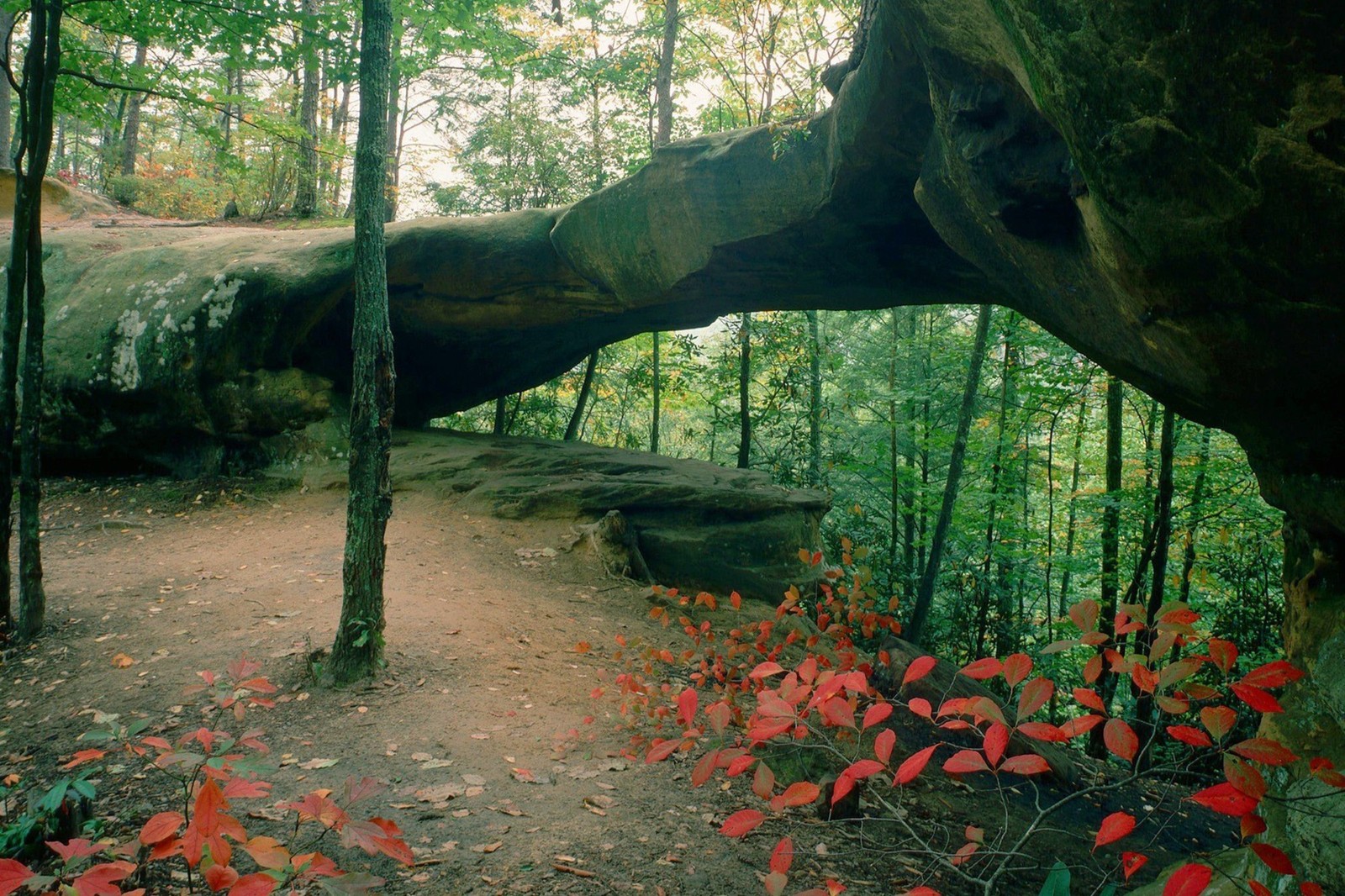 Hay una gran formación rocosa en medio de un bosque (naturaleza, bosque, reserva natural, árbol, vegetación)