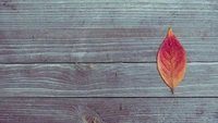 Vibrant Leaf on Weathered Wood Background