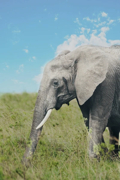 Majestoso elefante africano da savana pastando em uma exuberante pradaria sob um céu azul claro.