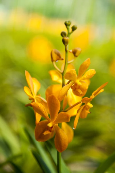 Lebendige gelbe Wildblume in Blüte