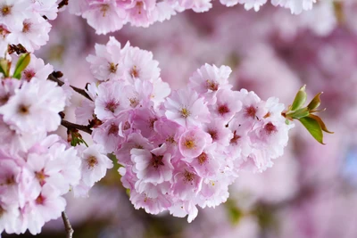 Cherry Blossom Bloom in Spring: Delicate Pink Flowers Against a Soft Blur Background