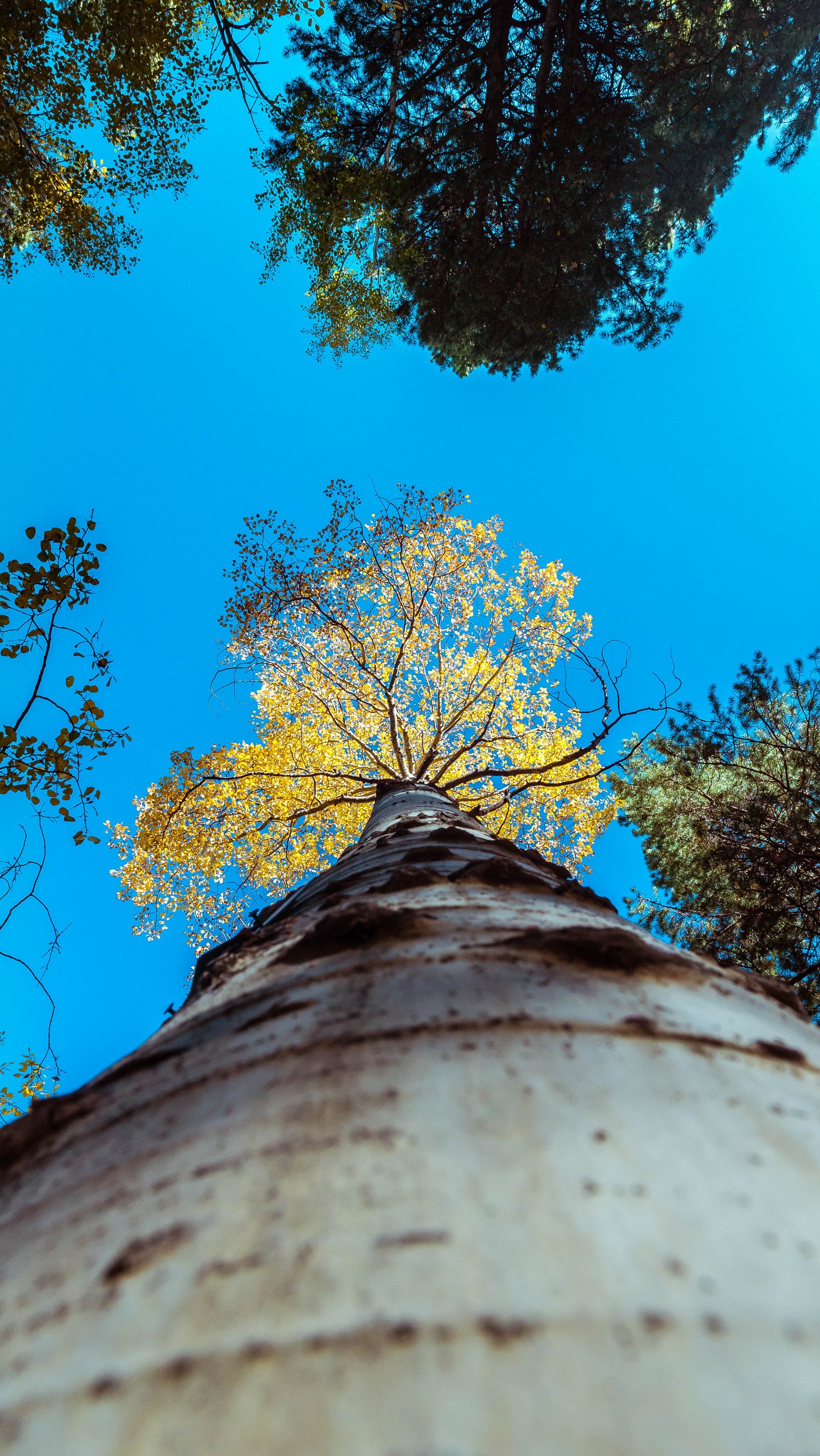 branch, leaf, tree, blue, woody plant wallpaper