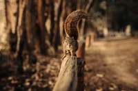 Eichhörnchen sitzt auf einem Holzgeländer in einer ruhigen Waldumgebung, umgeben von Bäumen und natürlichem Licht.