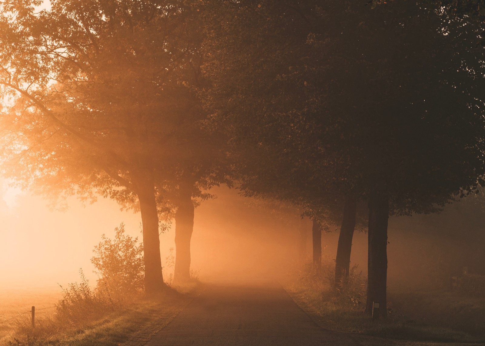 Arbres de chaque côté d'une route dans le brouillard (lumière, nature, brume, paysage naturel, arbre)