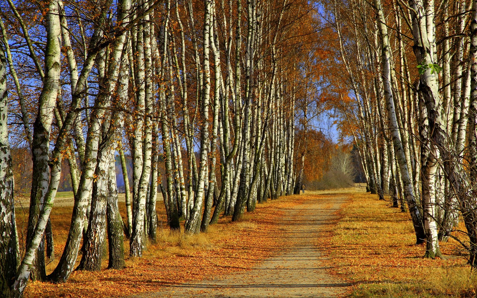 birch, tree, nature, forest, grove wallpaper