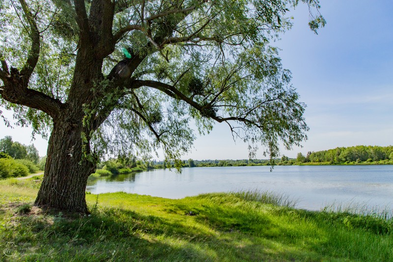 Дерево с зелёным листом рядом с озером (вода, дерево, природа, растительность, банк)