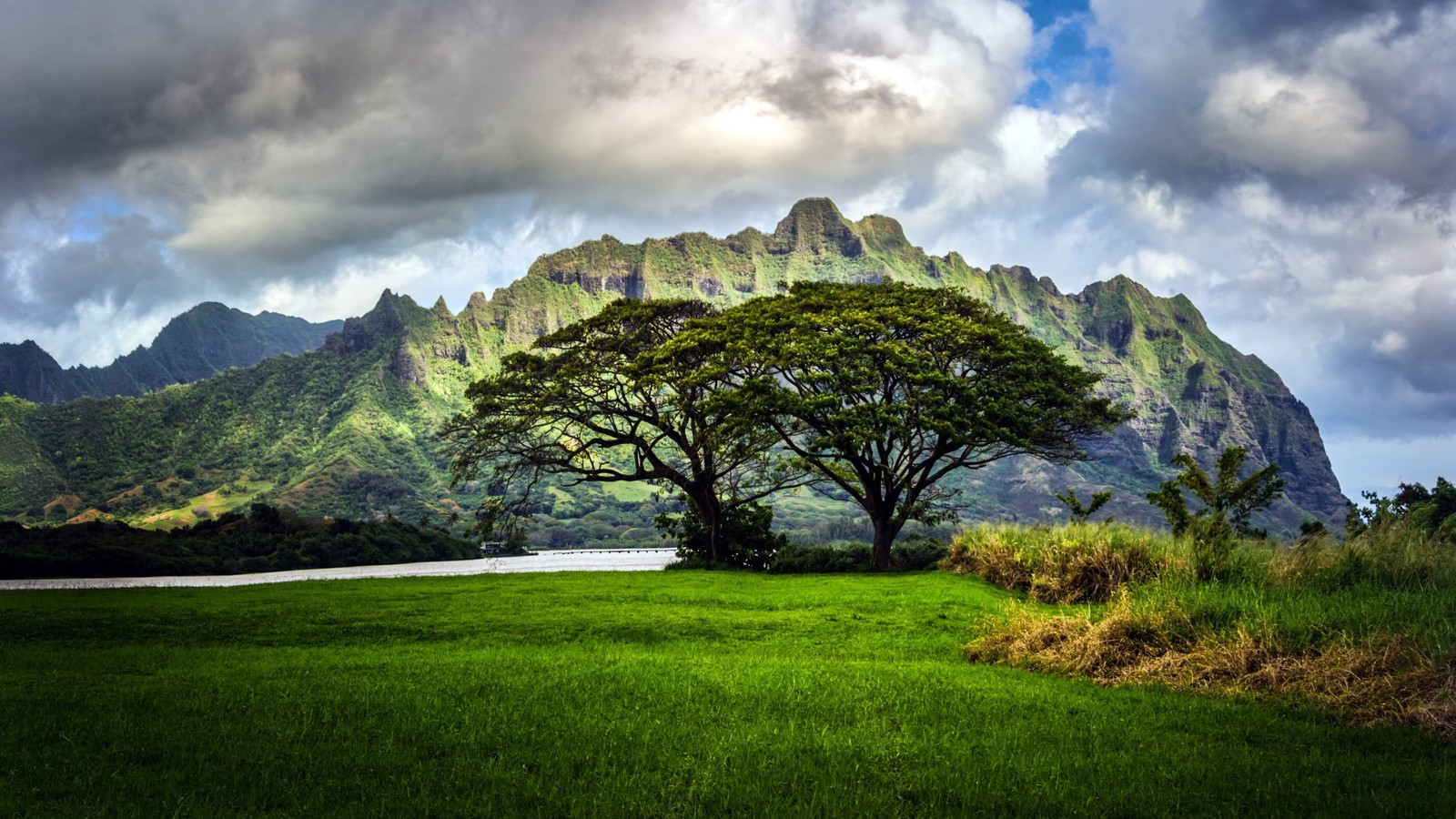 Uma árvore em um campo com montanhas ao fundo (natureza, paisagem natural, formas montanhosas, terras altas, montanha)