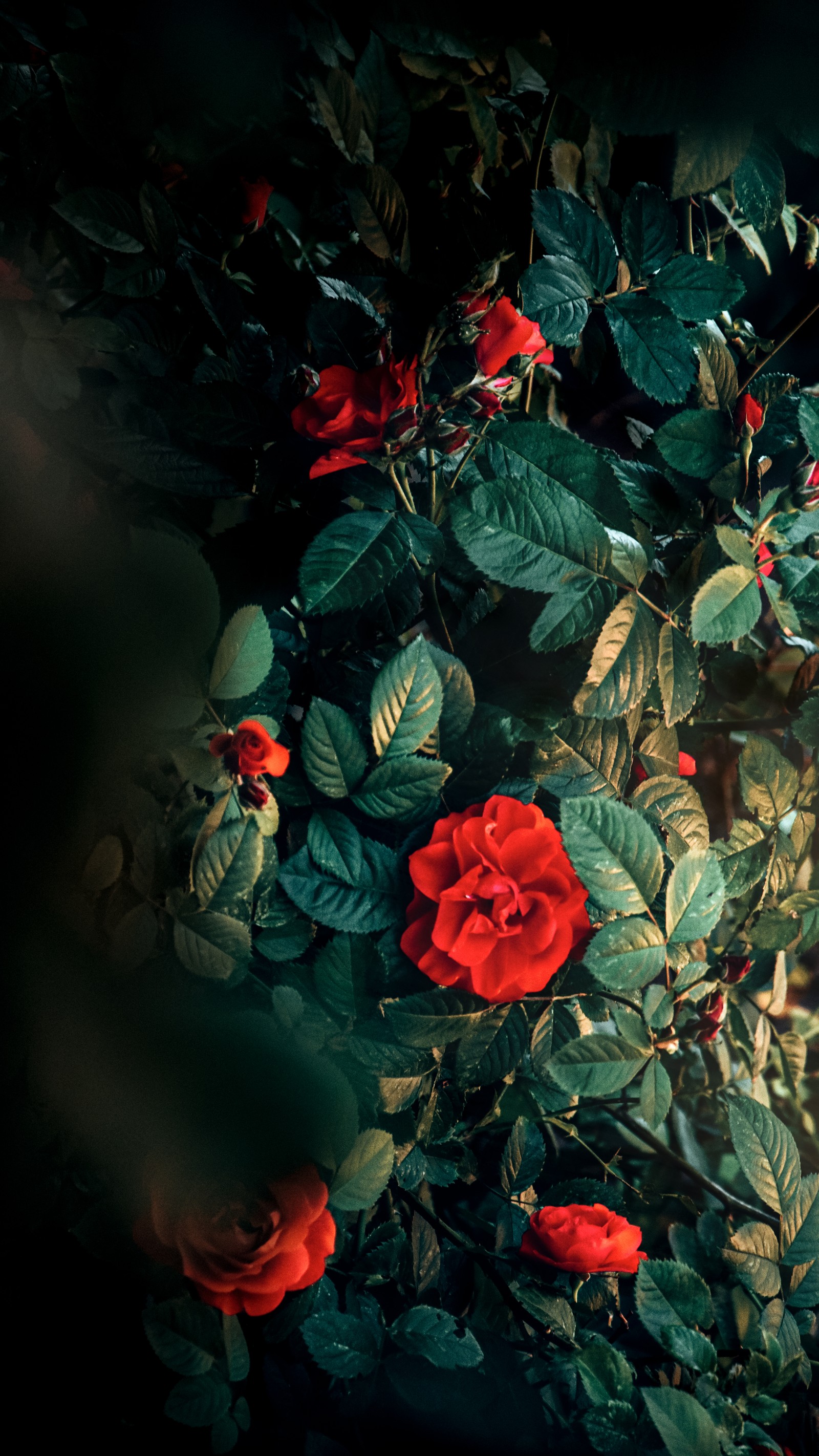 There is a red rose bush with green leaves and red berries (flora, flower, plant, petal, botany)