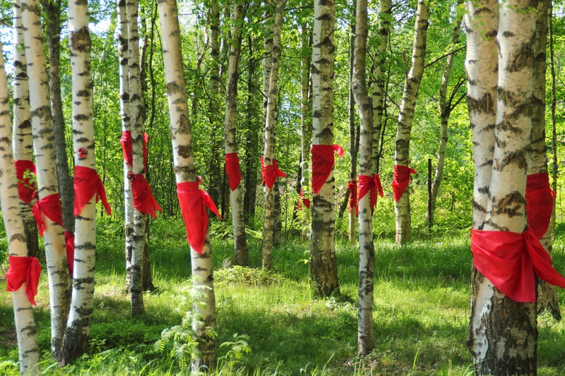 Trees with red ribbons tied to them in a forest (saint petersburg, birch, grove, tree, plant)