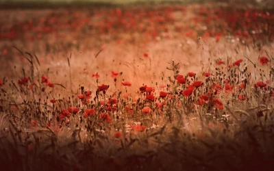 Flores silvestres vermelhas vibrantes em um campo de outono