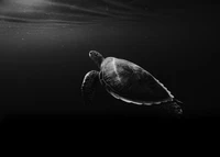 Monochrome Sea Turtle Gliding Through Dark Waters