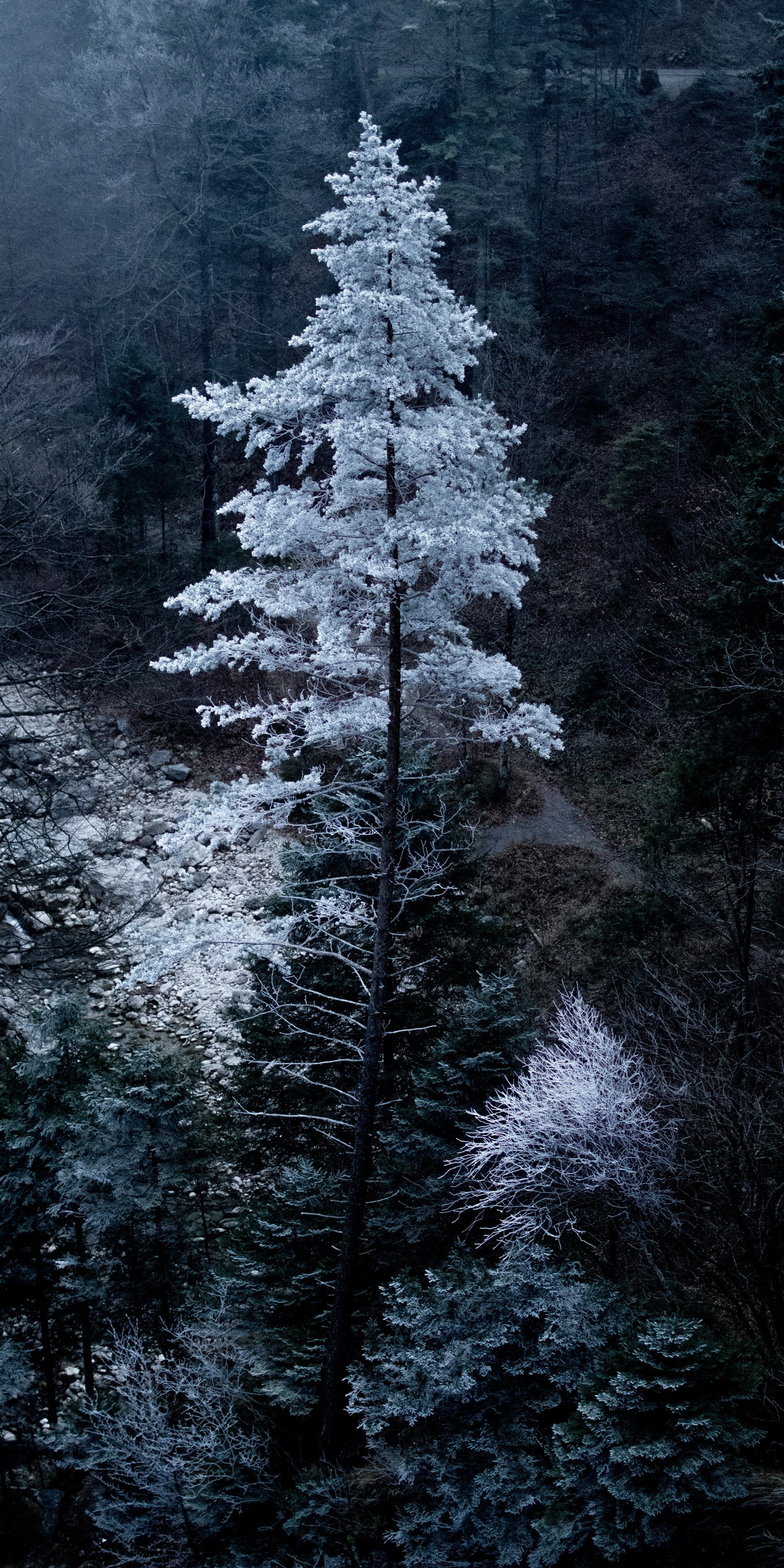 There is a lone tree in the middle of a forest (plant, natural environment, larch, branch, wood)