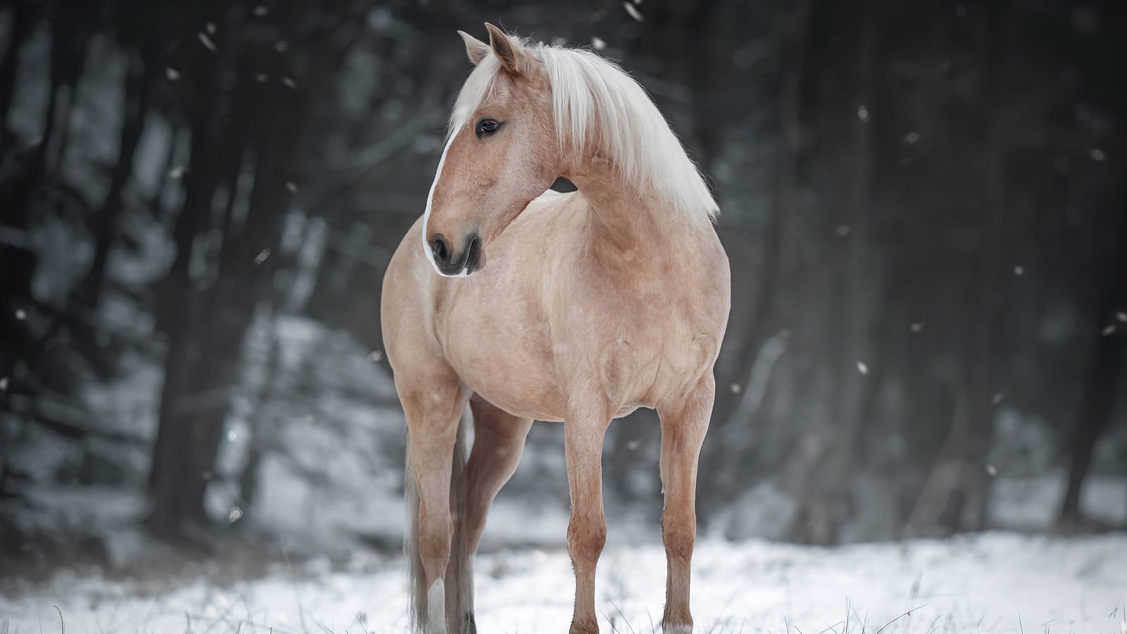 Скачать обои белый, лошадь, животные, snowfields