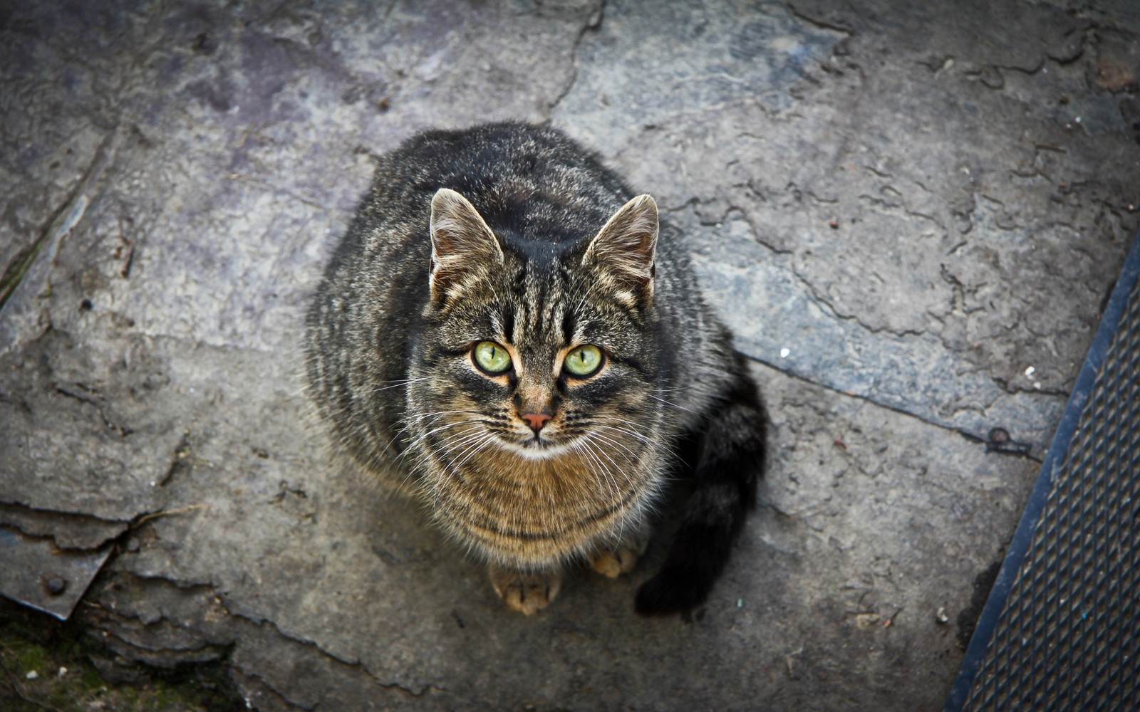 Кот сидит на земле и смотрит вверх (котёнок, полосатый кот, felidae, рыло, американский вахта)