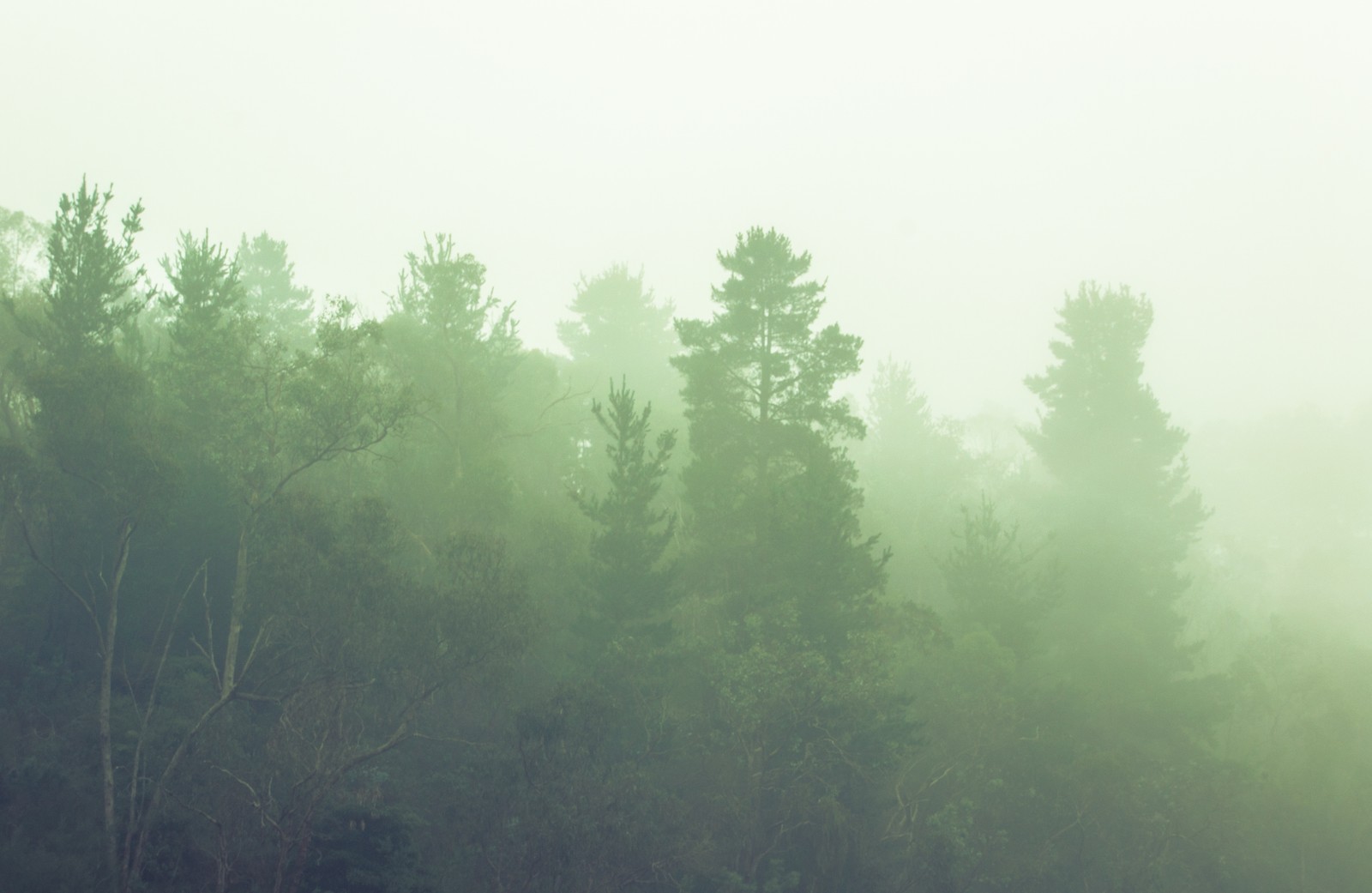 Hay una vaca de pie en medio de un campo en la niebla (niebla, árbol, bosque, verde, vegetación)