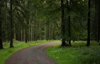 Sentier sinueux à travers un sentier forestier luxuriant