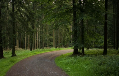 Winding Path Through a Lush Forest Trail