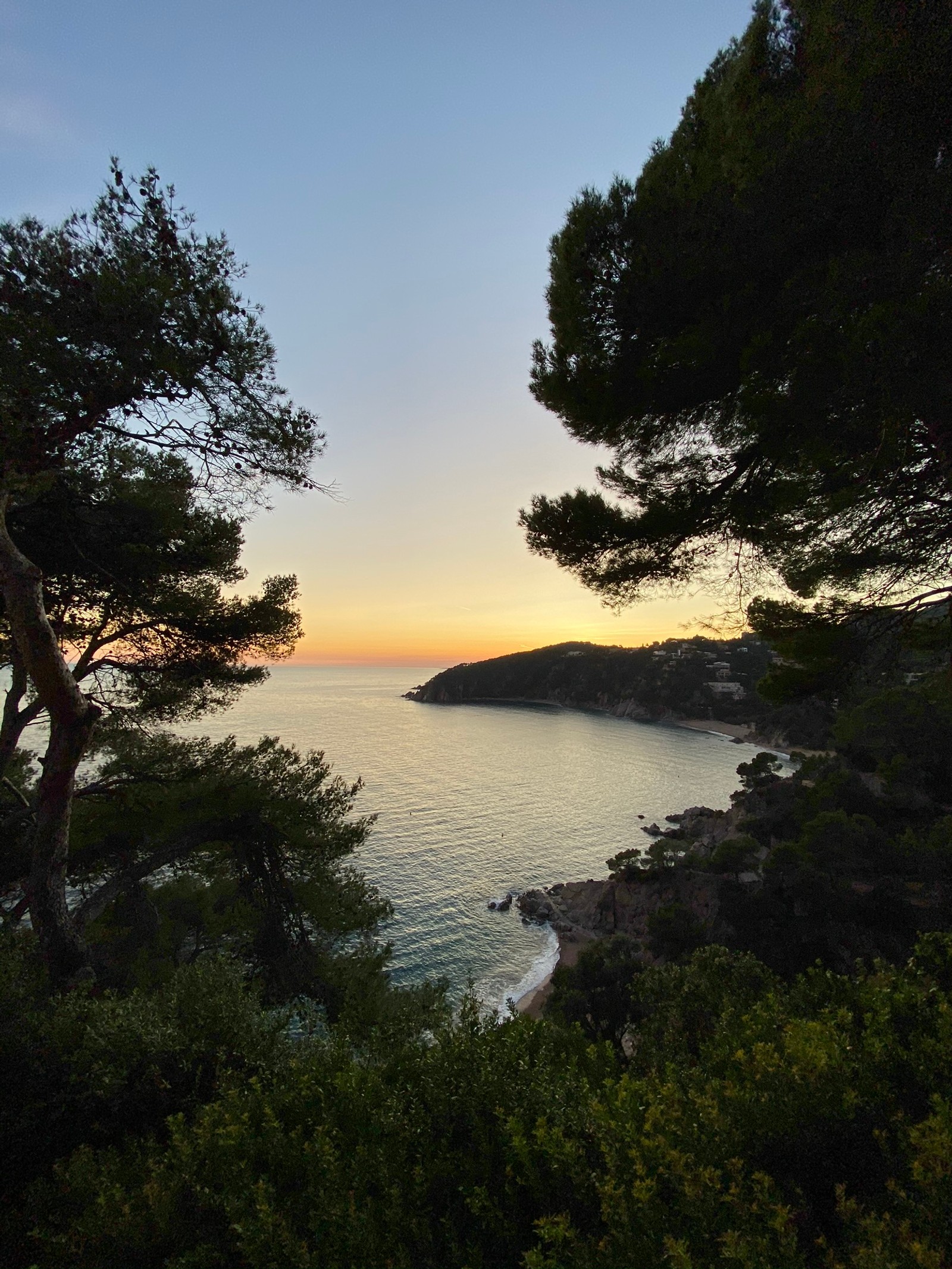 Arafed view of a beach with a few trees and a body of water (nature, natural landscape, branch, landscape, sunset)