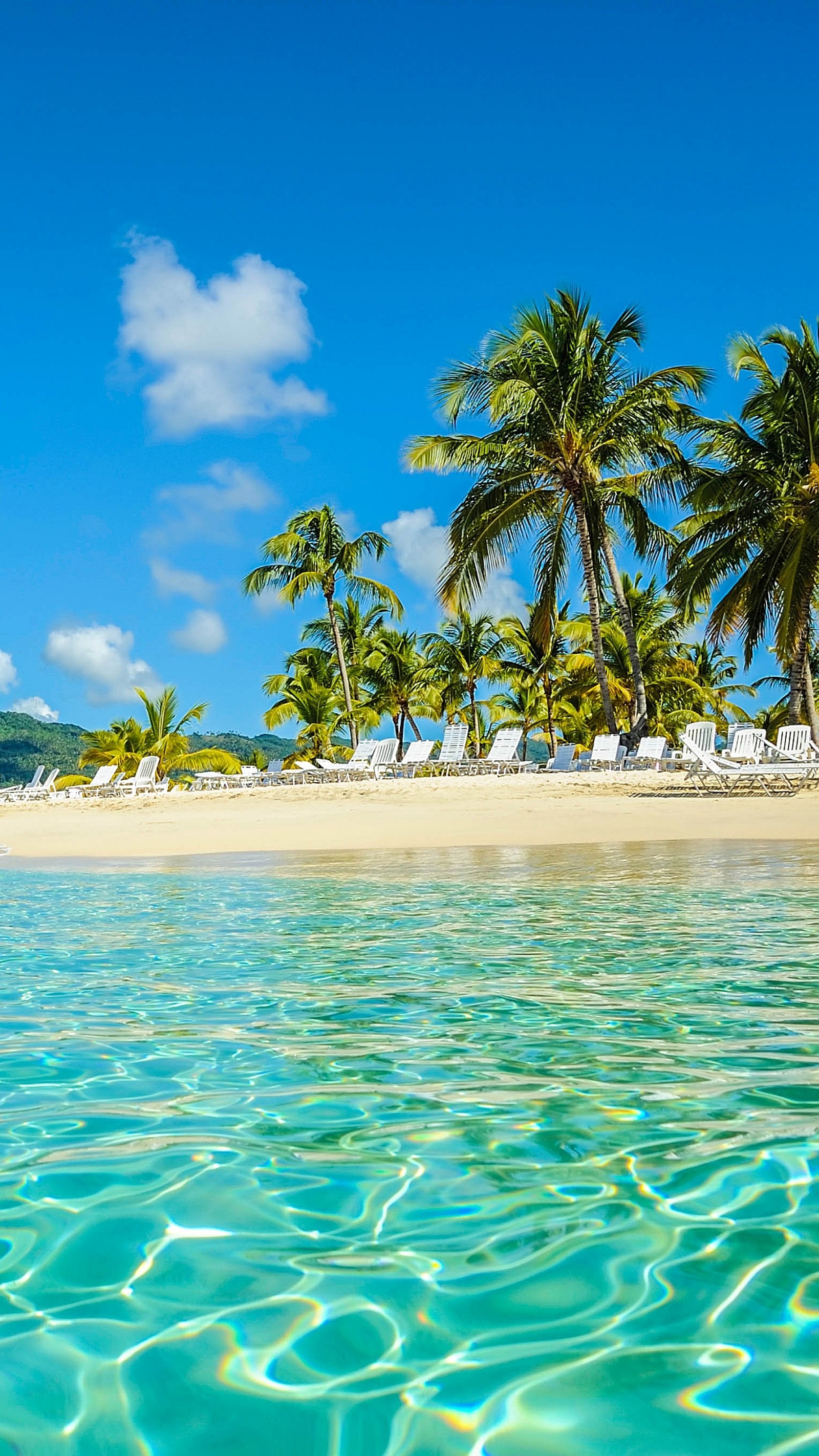 There is a beach with a lot of palm trees and chairs (beach, tropical)