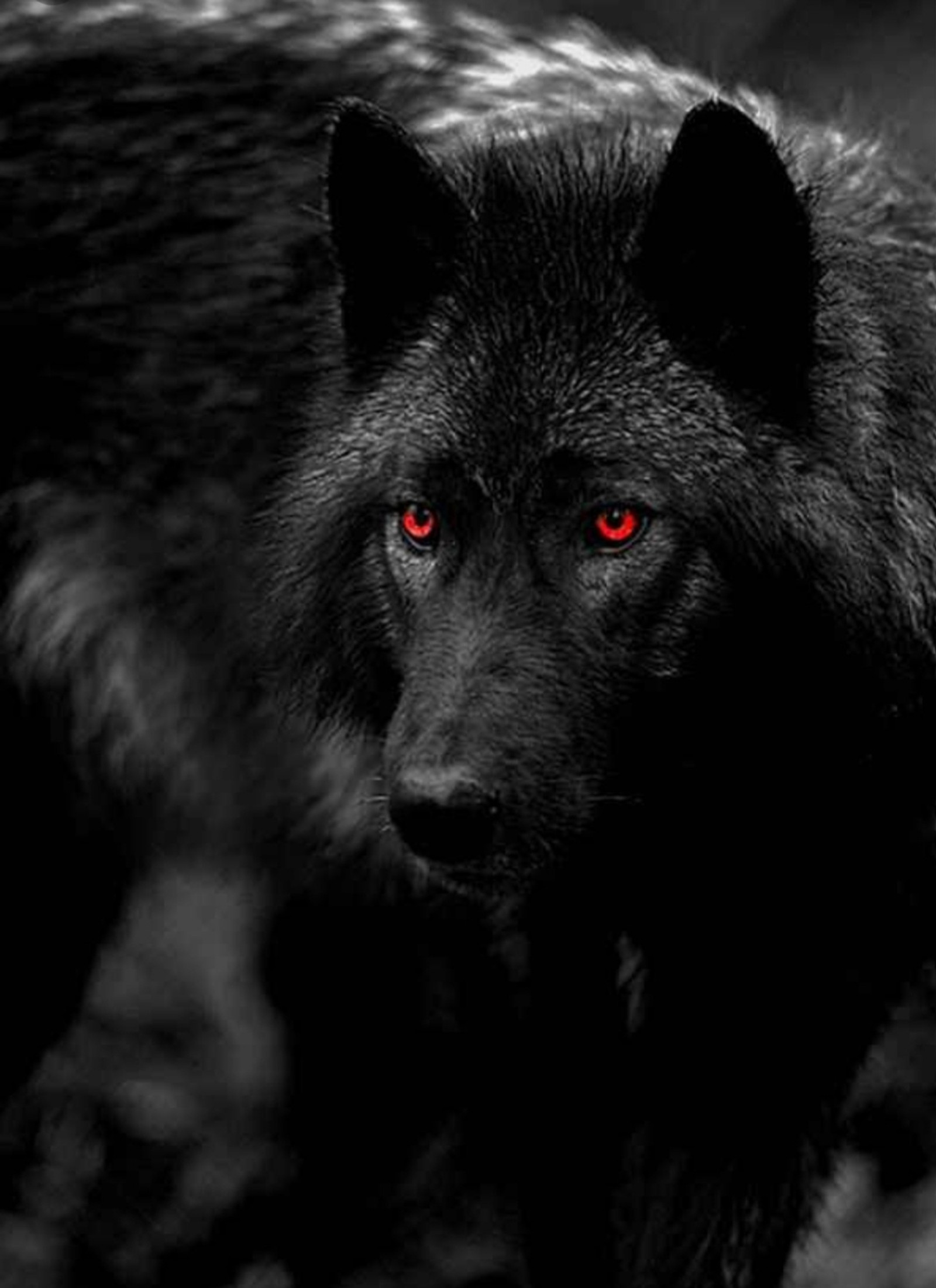 A close up of a black wolf with red eyes standing in the dark (black, red eyed, wolf)