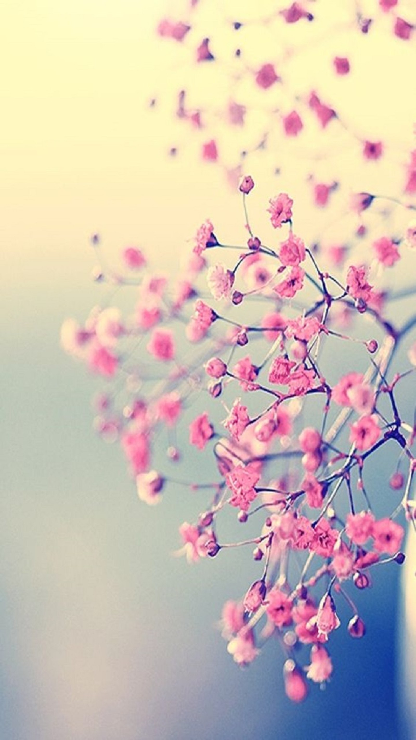 Il y a un vase avec des fleurs roses sur une table (fleurs, nature)