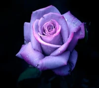 Rose violette avec des gouttes de rosée sur un fond sombre