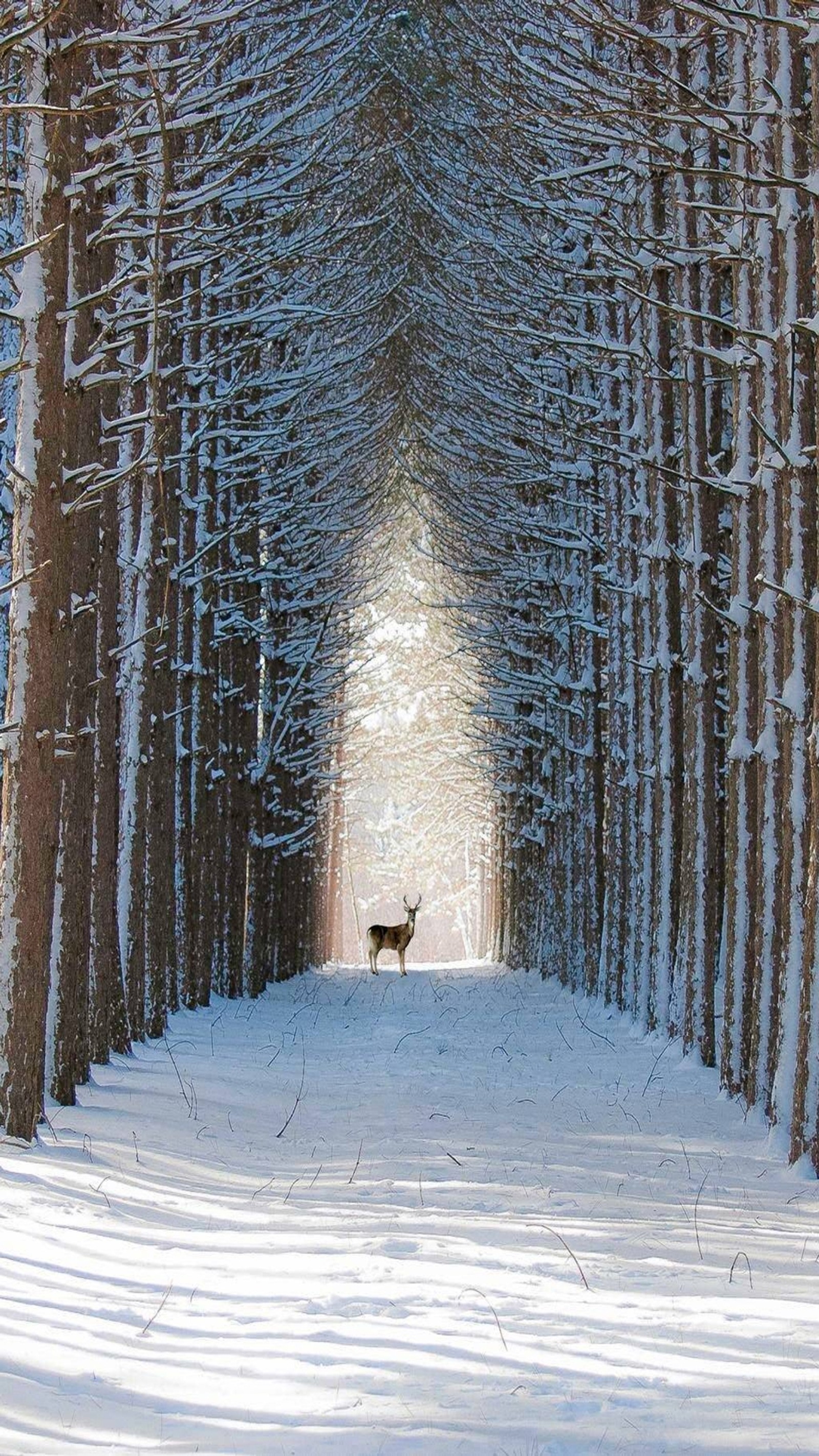 Un ciervo que camina por un bosque nevado (ciervo, hielo, camino, nieve, árbol)