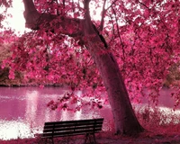 bench, forest, lake, leaves, nature