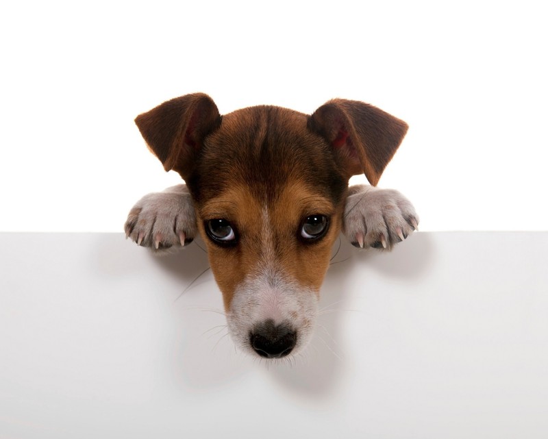 Un perro que está mirando una pizarra blanca (animal, cura, perro, cachorro)