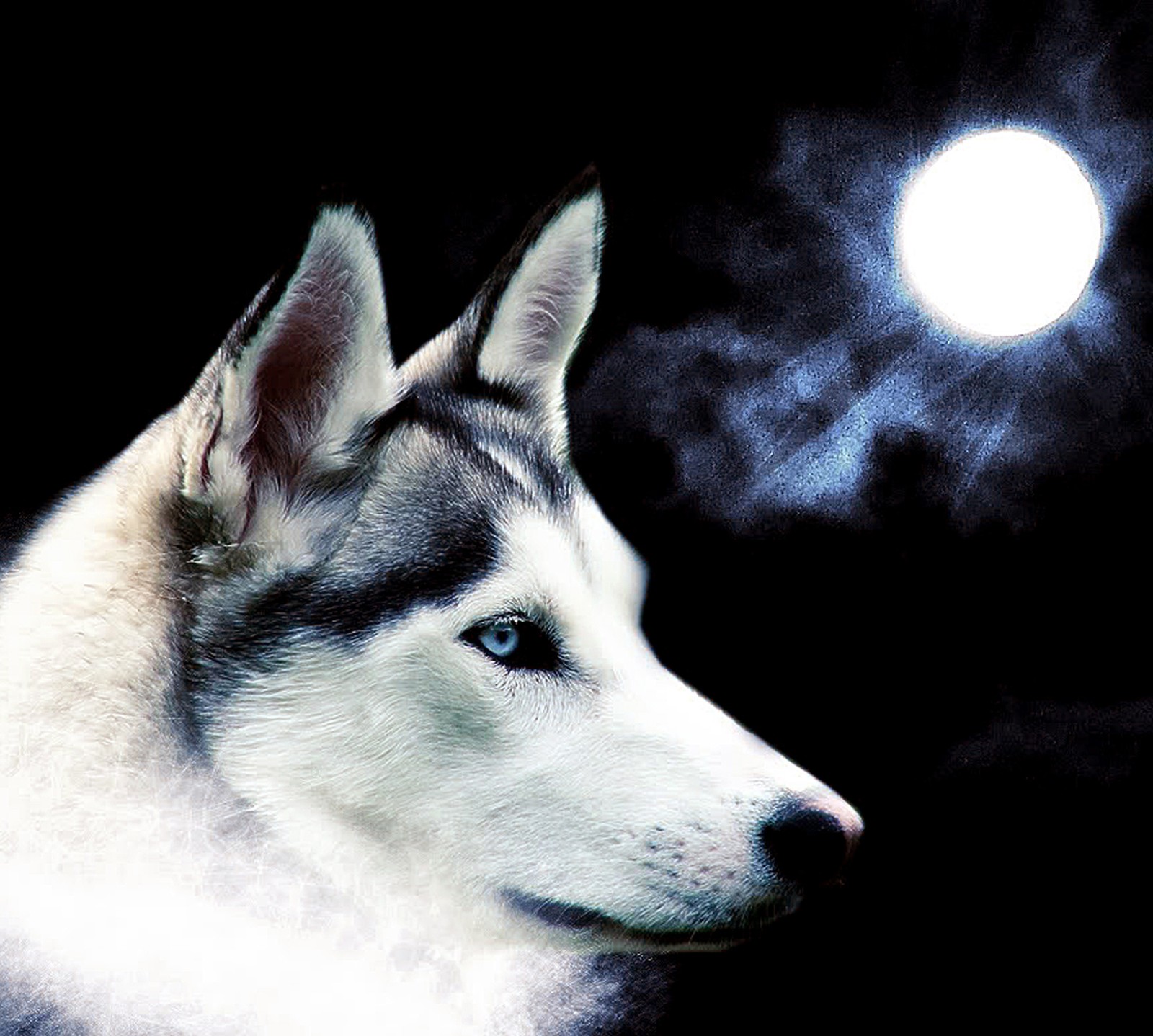 Cão husky ártico com uma lua cheia ao fundo (legal, lobo)