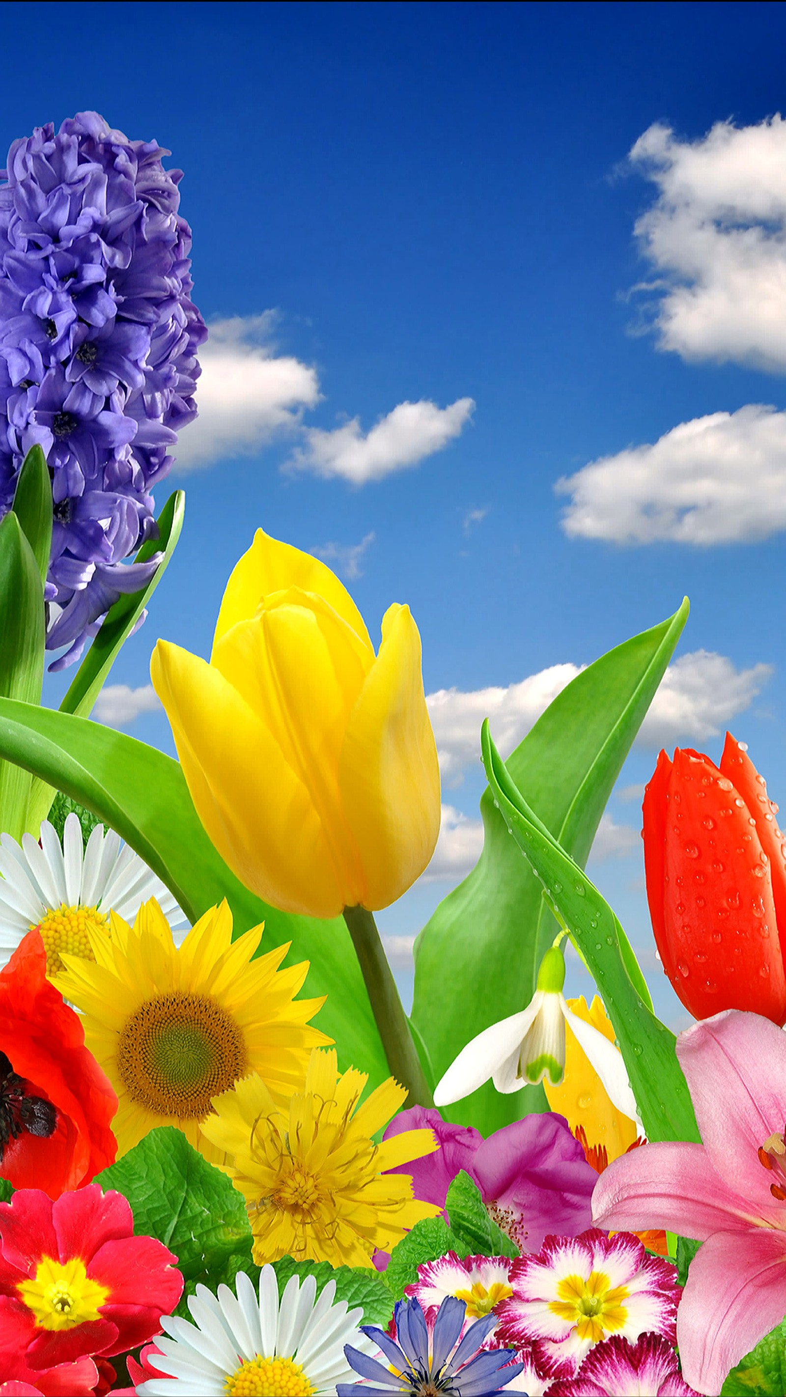 Descargar fondo de pantalla nube, flor, hoja, naturaleza, cielo